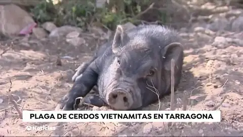 TARRAGONA TODO TARRAGONA TODO