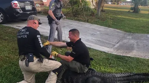 Captura de caimán En Florida
