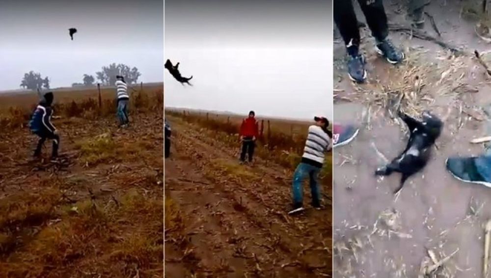 Maltrato animal en México