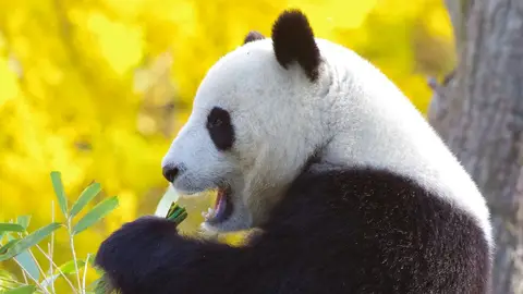 Osos Panda Osos Panda
