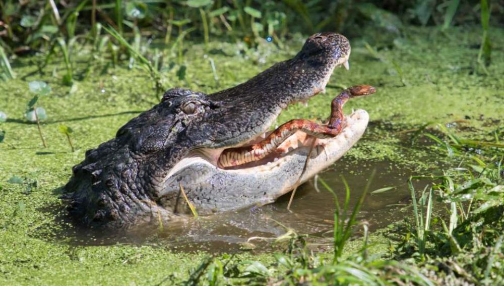 Pelea entre un caimán y una serpiente