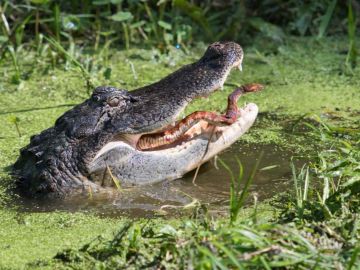 Pelea entre un caimán y una serpiente