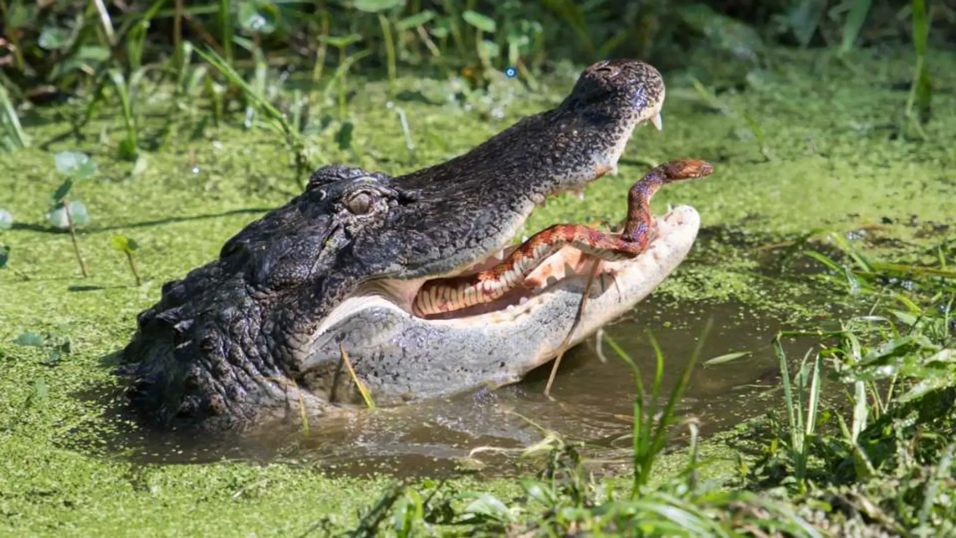 Pelea entre un caimán y una serpiente Pelea entre un caimán y una serpiente