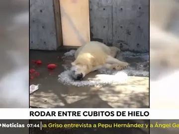NUEVA OSO POLAR NUEVA OSO POLAR