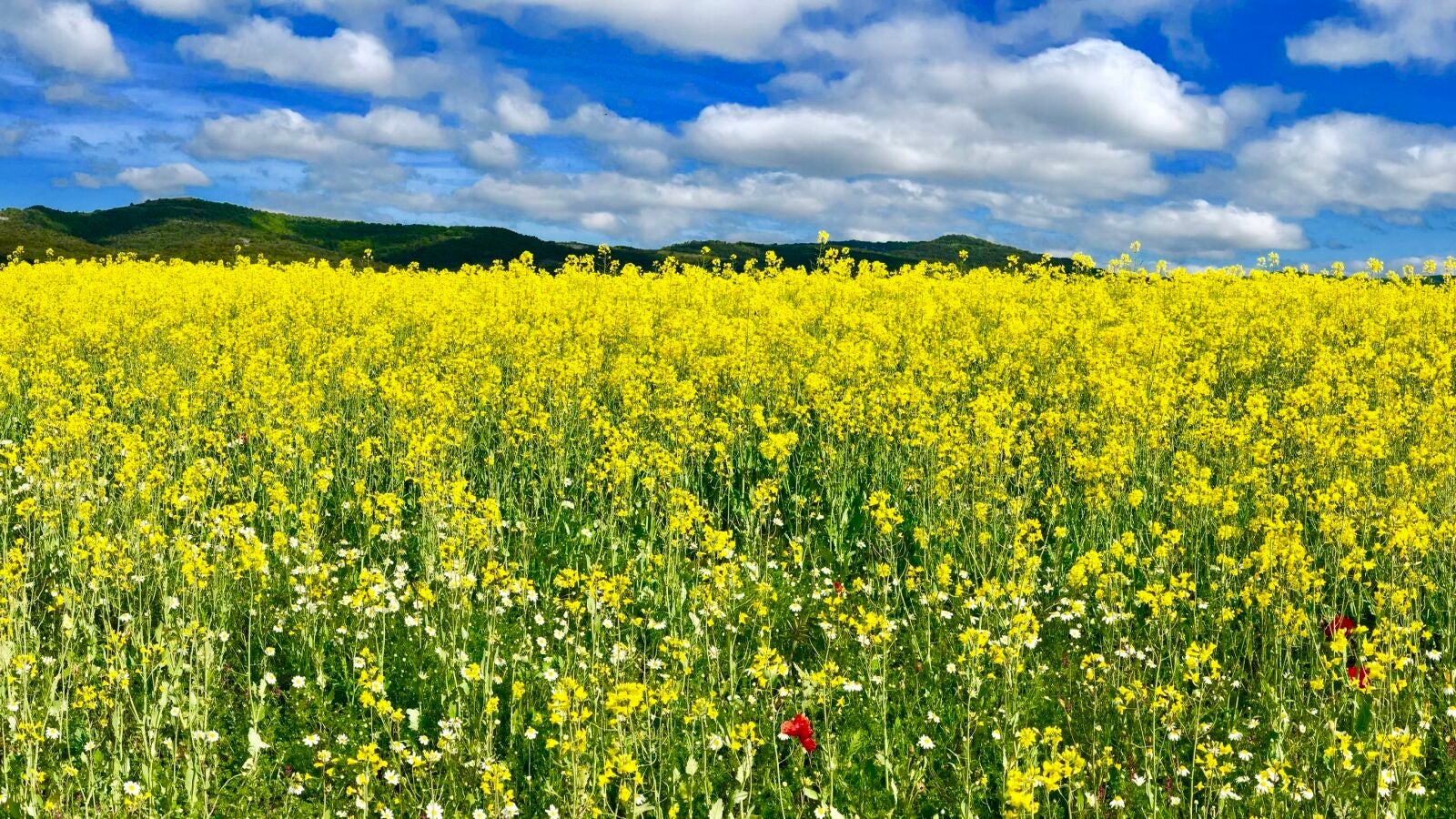 ¿Qué día empieza la primavera en 2020? 