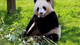 Oso Panda
