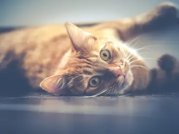 Gato travieso Gato travieso