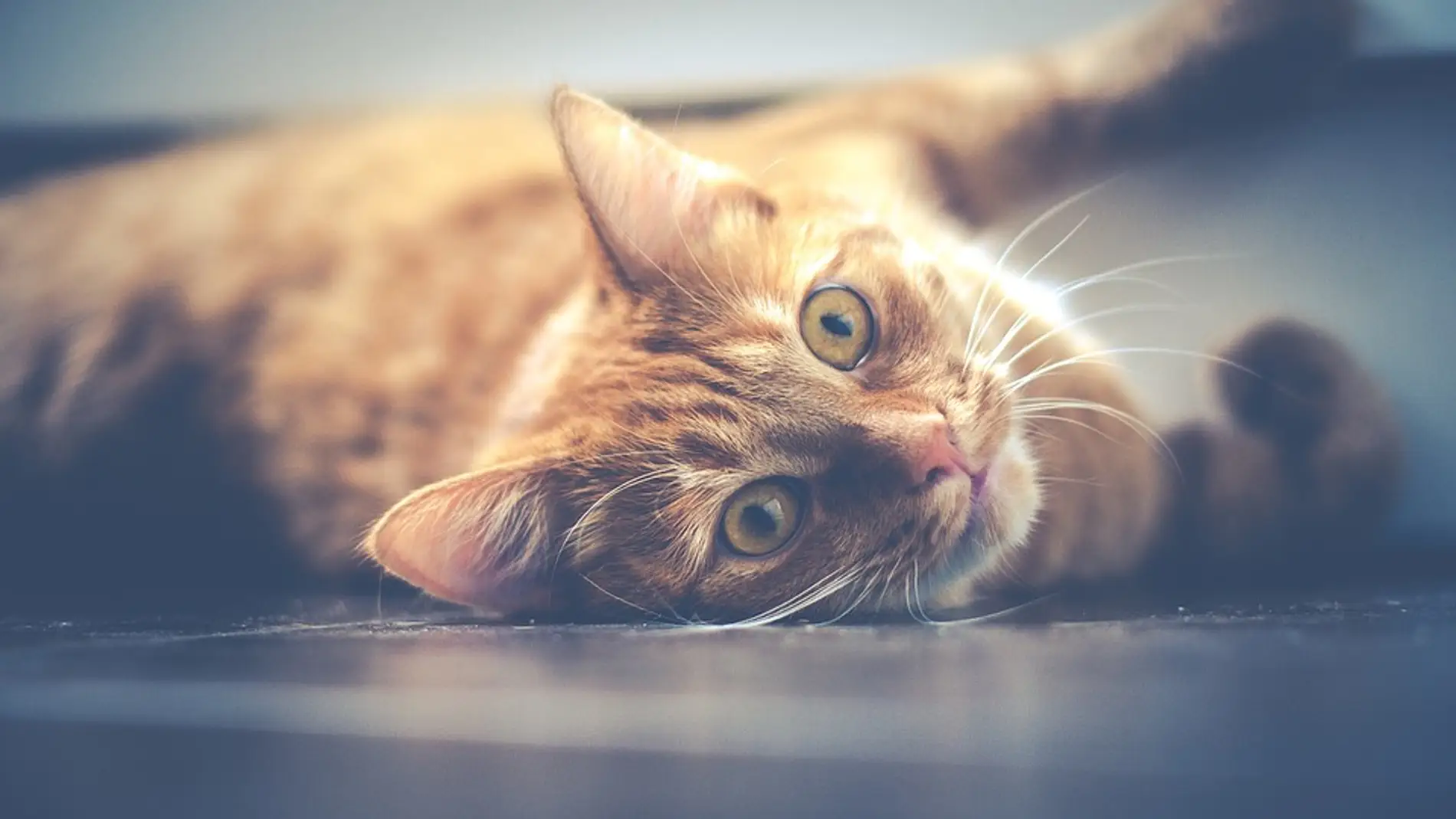 Gato travieso