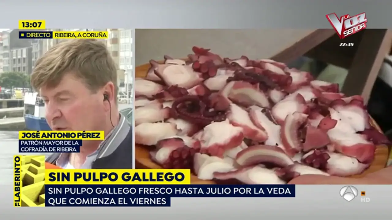 España no tendrá pulpo gallego fresco hasta julio: "Los consumidores pueden comprarlo congelado"
