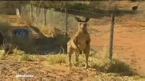 Australia reconoce por ley que los animales tienen sentimientos Australia reconoce por ley que los animales tienen sentimientos