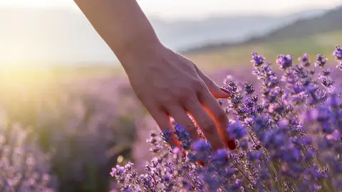Lavanda Lavanda