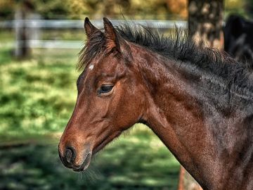 Caballo