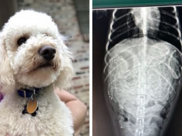 Perro operado Perro operado