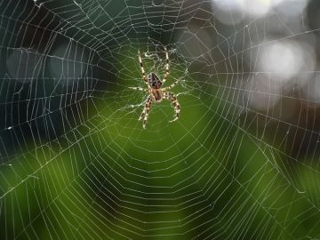 Araña Araña