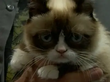Muere Grumpy Cat, la gata gruñona que inspiró miles de memes Muere Grumpy Cat, la gata gruñona que inspiró miles de memes