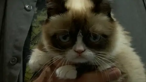 Muere Grumpy Cat, la gata gruñona que inspiró miles de memes Muere Grumpy Cat, la gata gruñona que inspiró miles de memes