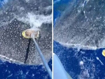 Tiburón ballena Tiburón ballena