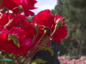 rosa