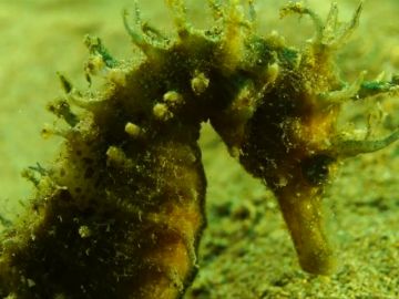 Retiran dos toneladas de redes de pesca del fondo marino que afectaba a una colonia de caballitos de mar en Grecia