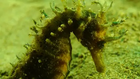 Retiran dos toneladas de redes de pesca del fondo marino que afectaba a una colonia de caballitos de mar en Grecia Retiran dos toneladas de redes de pesca del fondo marino que afectaba a una colonia de caballitos de mar en Grecia