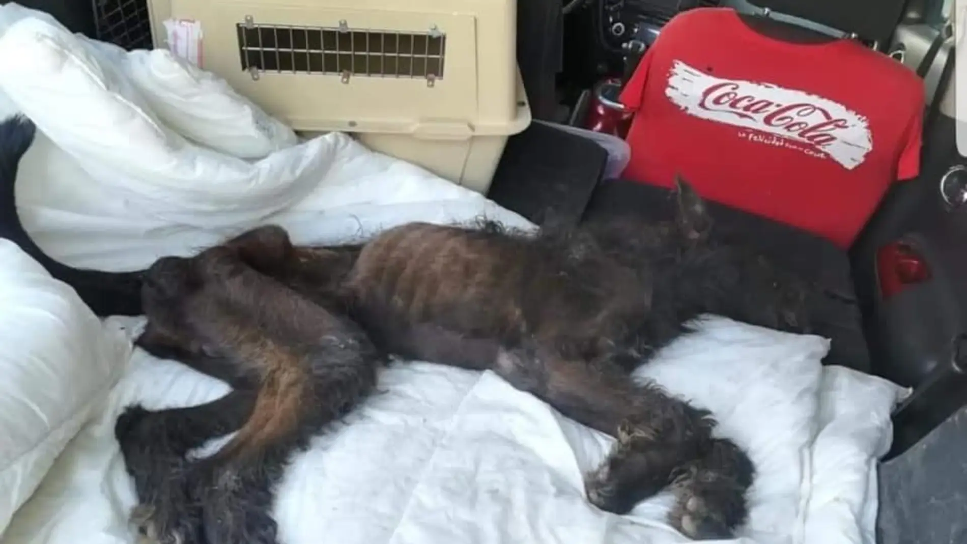 El perro siendo trasladado al veterinario El perro siendo trasladado al veterinario