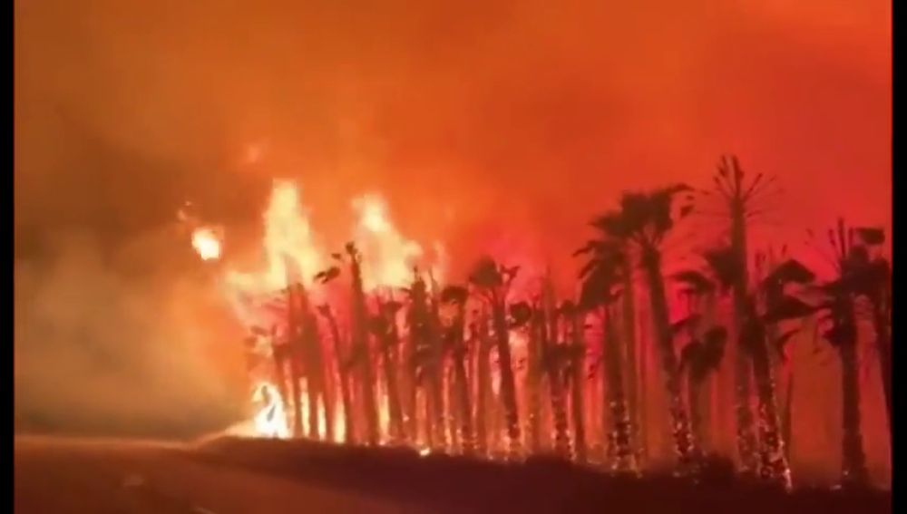 Decenas de palmeras se queman en Elche