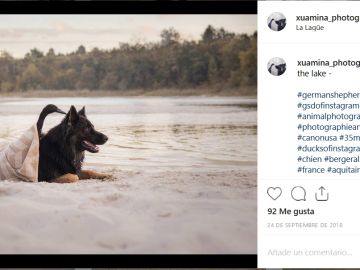 Amistad entre una perra y un pato Amistad entre una perra y un pato