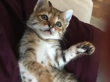 Imagen de la gata desaparecida Imagen de la gata desaparecida