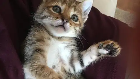 Imagen de la gata desaparecida Imagen de la gata desaparecida