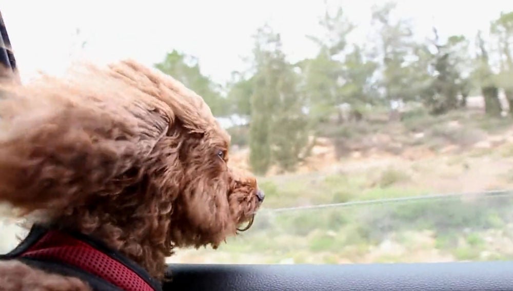Un estudio afirma que un perro te hace más feliz que un gatito