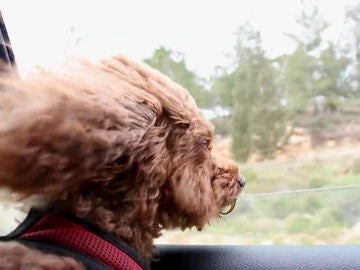 Un estudio afirma que un perro te hace más feliz que un gatito