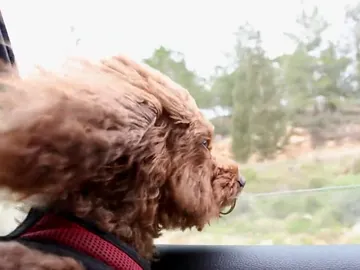 Un estudio afirma que un perro te hace más feliz que un gatito Un estudio afirma que un perro te hace más feliz que un gatito