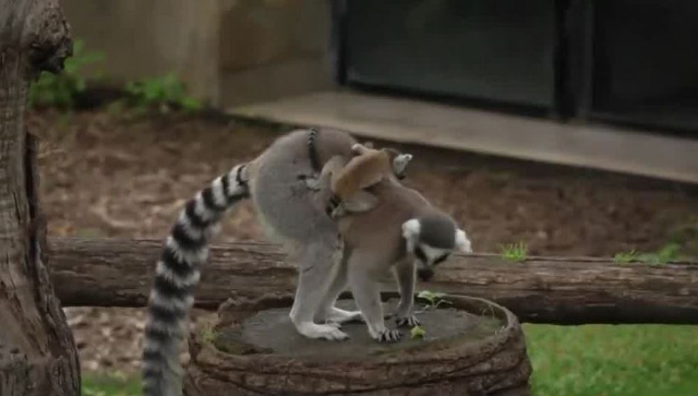 Dos lemures nacen en el zoo de Roma.