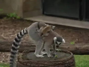 Dos lemures nacen en el zoo de Roma. Dos lemures nacen en el zoo de Roma.