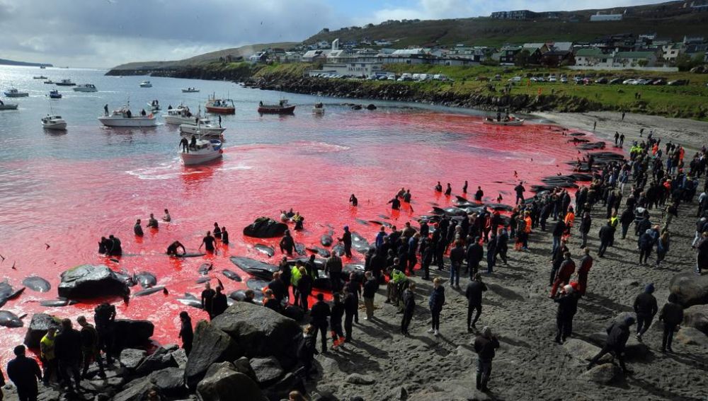 Una sanguinaria fiesta popular acaba con la vida de 250 cetáceos y tiñe de rojo la costa de las Islas Feroe