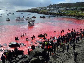 Una sanguinaria fiesta popular acaba con la vida de 250 cetáceos y tiñe de rojo la costa de las Islas Feroe