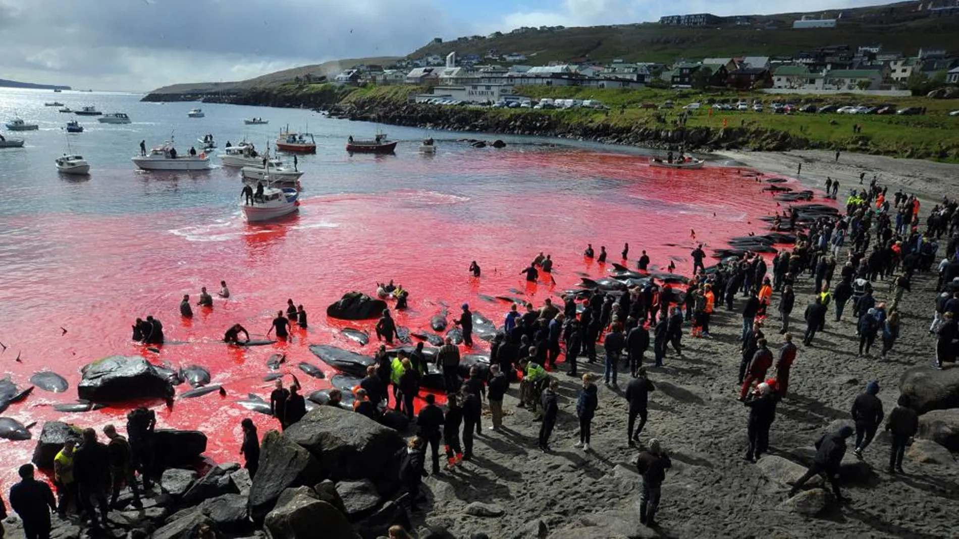 Una sanguinaria fiesta popular acaba con la vida de 250 cetáceos y tiñe de rojo la costa de las Islas Feroe Una sanguinaria fiesta popular acaba con la vida de 250 cetáceos y tiñe de rojo la costa de las Islas Feroe