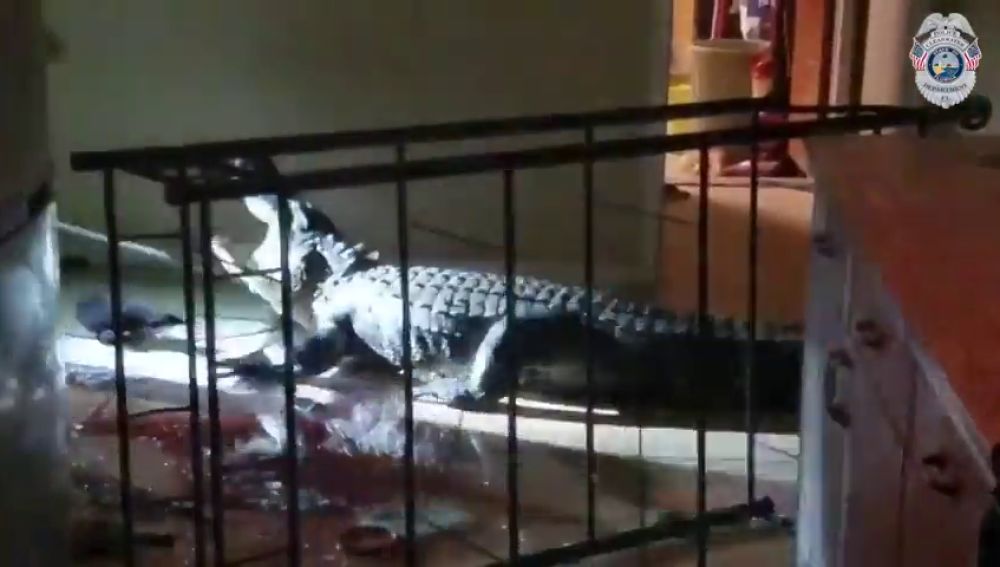 Una mujer de 77 años encuentra un caimán de 11 pies en su casa