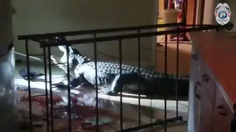 Una mujer de 77 años encuentra un caimán de 11 pies en su casa Una mujer de 77 años encuentra un caimán de 11 pies en su casa