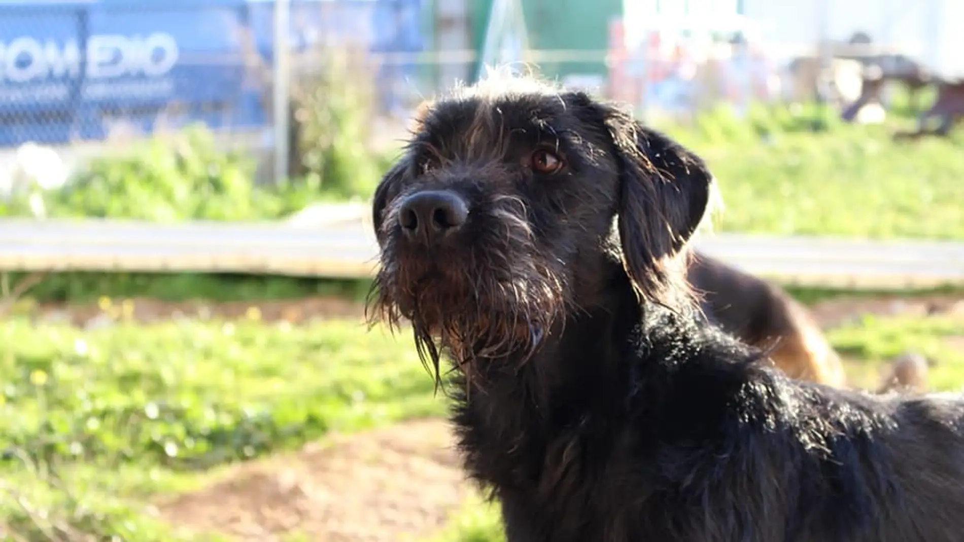 Tristán, el perro perdido en Oviedo Tristán, el perro perdido en Oviedo
