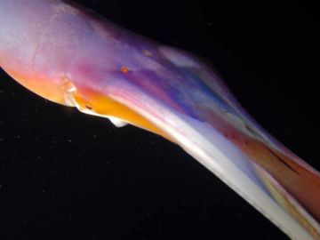 Pulpo manta multicolor Pulpo manta multicolor