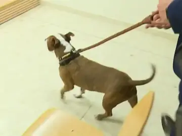 Un año de prisión para el maltratador de la perrita Milagros Un año de prisión para el maltratador de la perrita Milagros