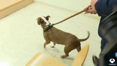 Un año de prisión para el maltratador de la perrita Milagros