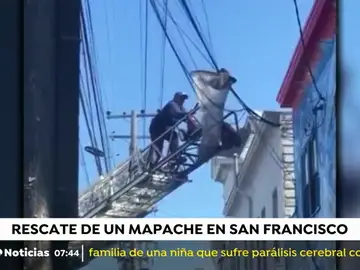 Rescate de un mapache en San Francisco Rescate de un mapache en San Francisco