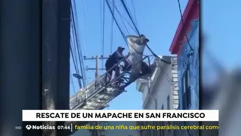 Rescate de un mapache en San Francisco MAPACHE