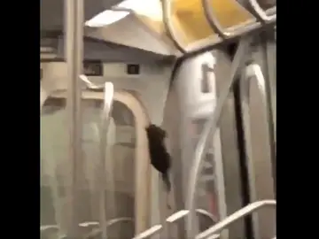 La rata deslizándose por la barra La rata deslizándose por la barra