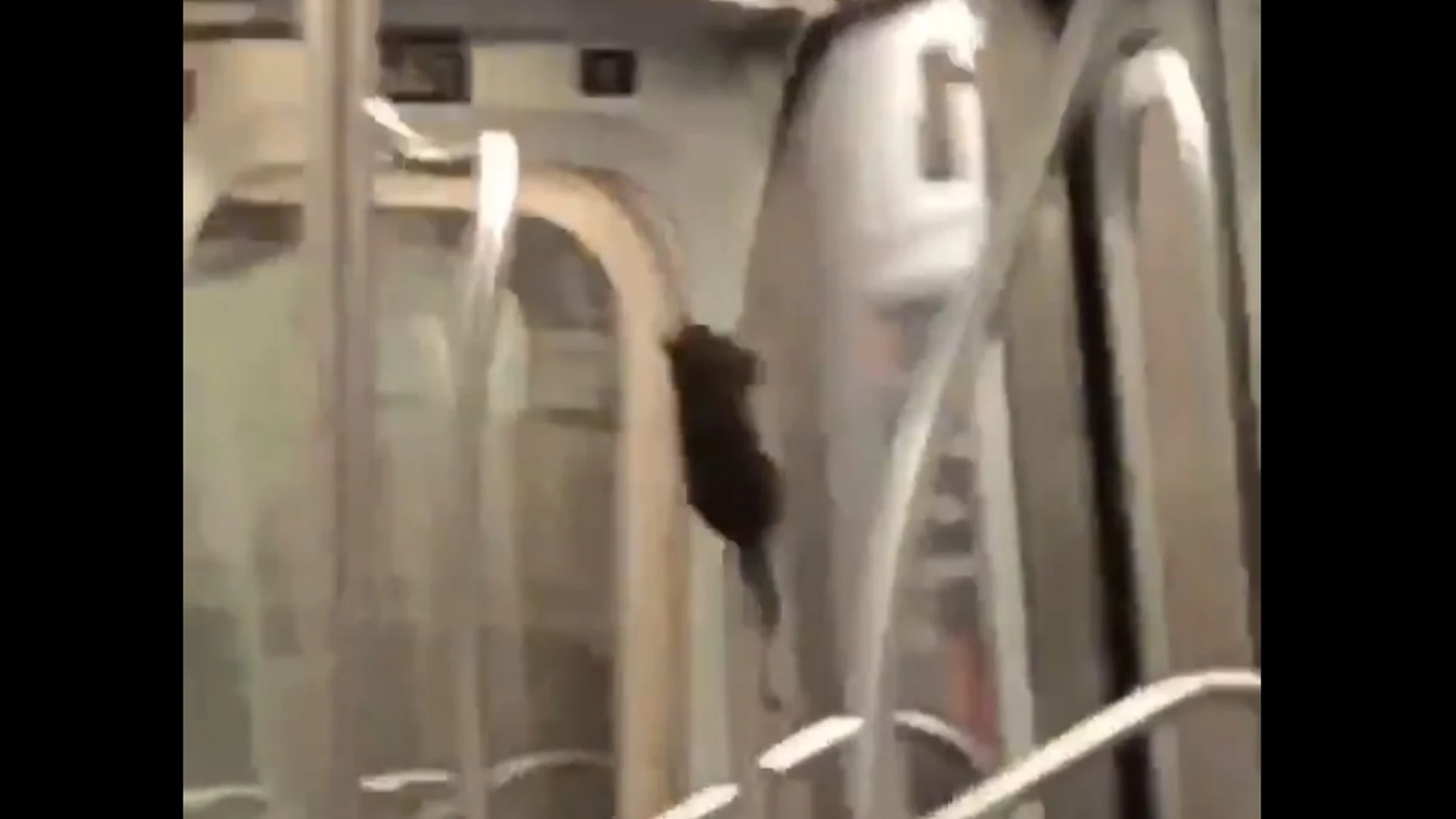 La rata deslizándose por la barra La rata deslizándose por la barra