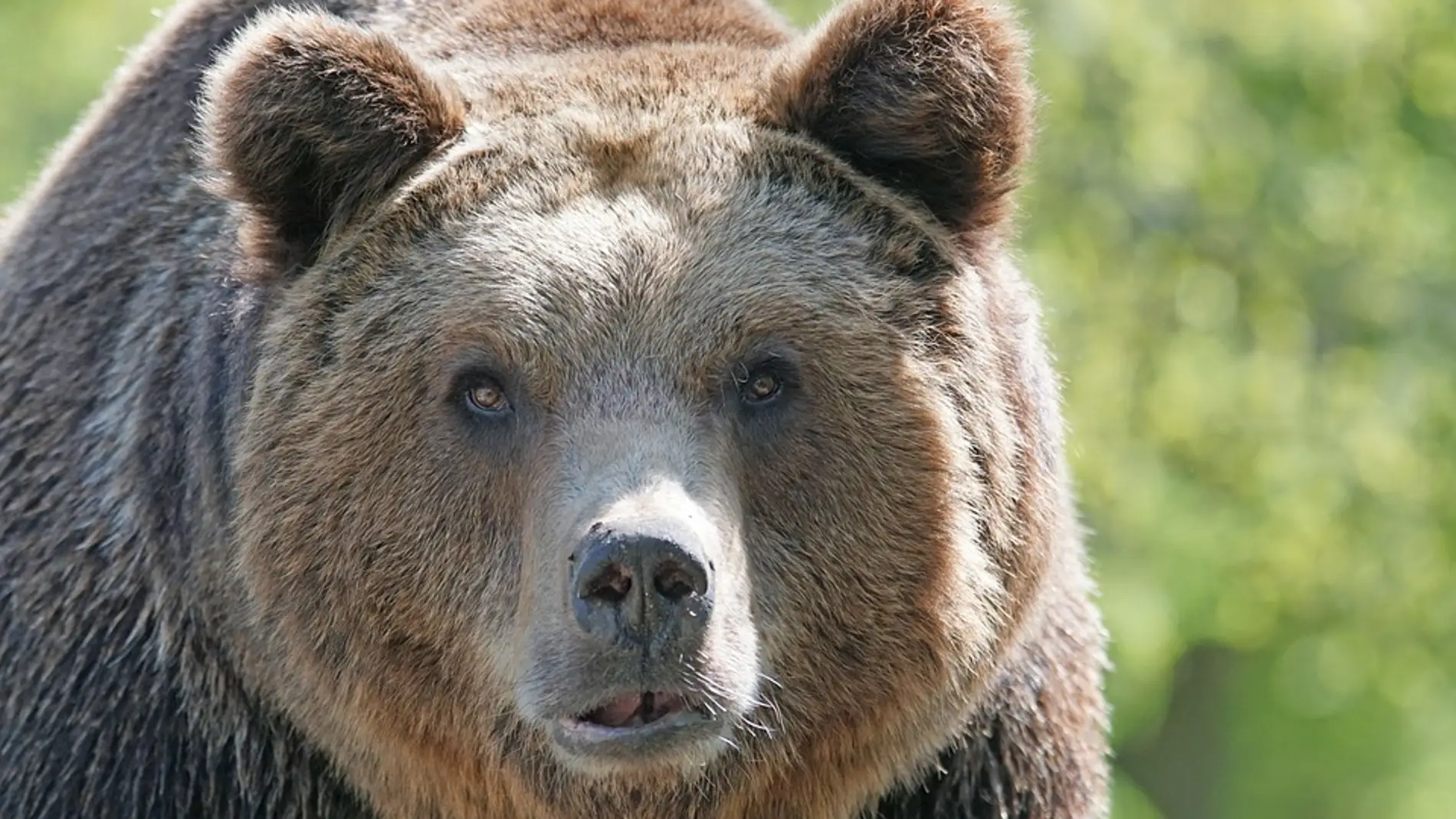Oso