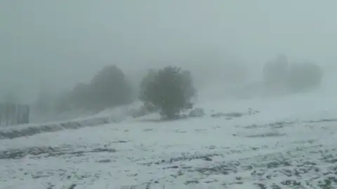Nieve Nieve