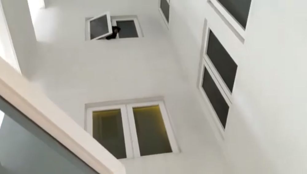 Oso asomado por la ventana de la vivienda